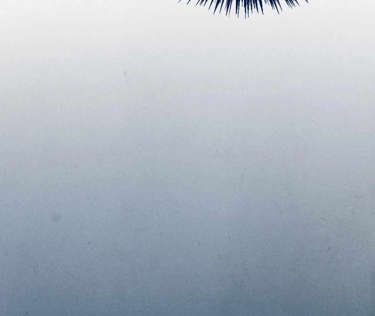 81